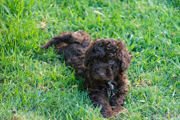  cachrorro de perro de agua español 