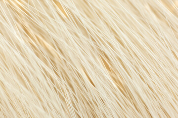 Milky white fur close-up, used as a background or texture. Soft focus
