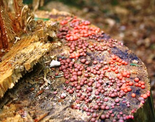 Pilze am Baum