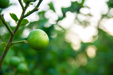 Green remon from Non-Toxic Organic in the garden. lemon hanging on branch. It is used for culinary and non-culinary purposes throughout the world, primarily for its juice.