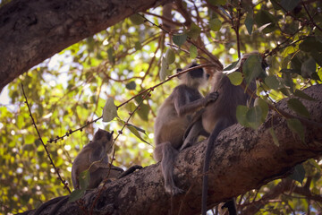 cute monkeys live on trees