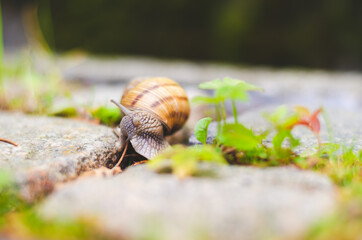 Macro photography with brown snail sitting on stone pavement with little leafs around him