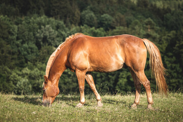 Fototapeta premium Brown horse grazing grass on pasture. Forest in background