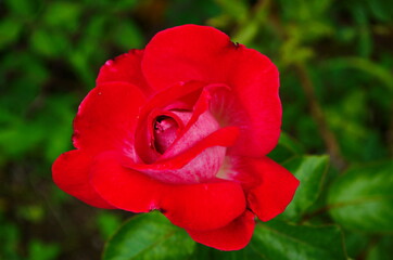 Red Roses on a bush in a garden. close up