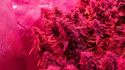 Medical marijuana strains with high level THC.