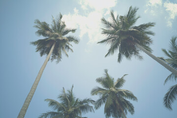 Fototapeta na wymiar coconut tree on blue sky background