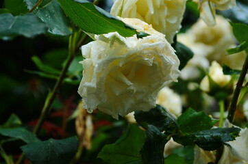 White rose on the bush close up