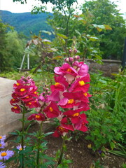 Beautiful garden flowers at sunny day, Snapdragon flowers blooming in garden, Colorful Snapdragons