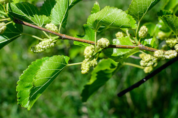 Small wild pink and white mulberries with tree branches and green leaves, also known as Morus tree, in a summer garden in a cloudy day, natural background with organic healthy food.