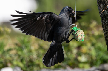 Feeding Crow