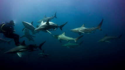Diver surrounded by a large group of black-tipped sharks. Aliwal Shoal. South Africa.