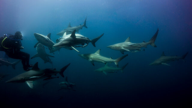 Diver Surrounded By A Large Group Of Black-tipped Sharks. Aliwal Shoal. South Africa.