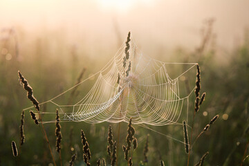 Foggy morning. Cobweb in the field on the grass in the sunlight