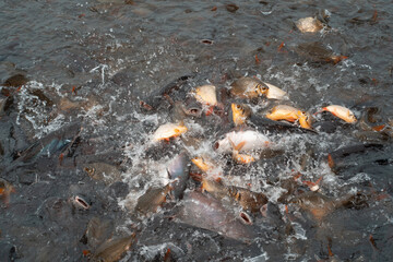 Fish feeding and fish farming in the river