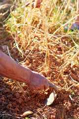 Man's hands working with the hoe