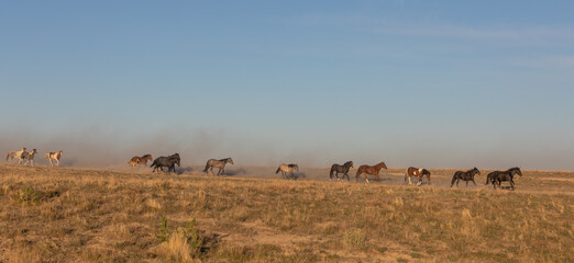Obraz na płótnie Canvas Herd of Wild Horses in the Utah Desert
