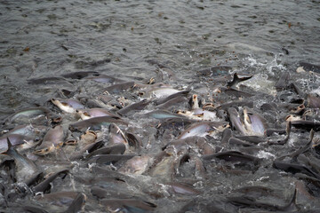 Fish feeding and fish farming in the river