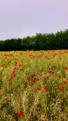 field of poppies
