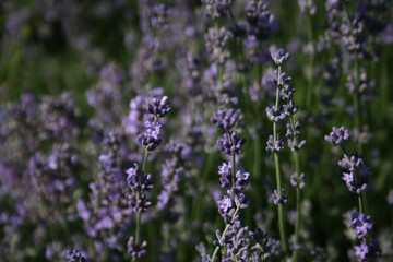 Beautiful luxurious purple lavender grows in nature in the garden