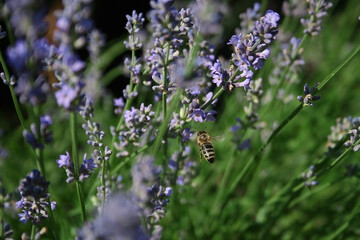 Beautiful luxurious purple lavender grows in nature in the garden