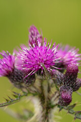 Close up of thistle flowers