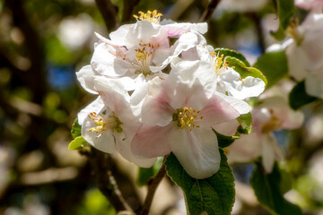 Blühten im Frühsommer im Sonnenschein