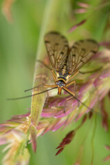 Winged insect on a leaf.