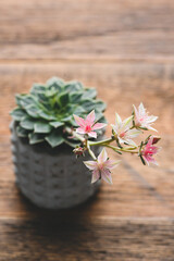 Succulent cactus stone rose in bloom with beautiful pink flowers on a wooden table. Selective focus