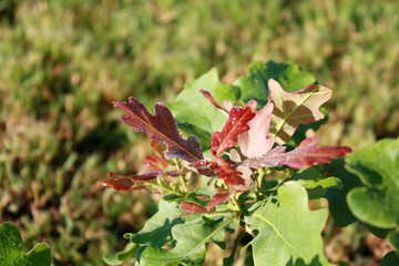 Young oak tree in the garden.