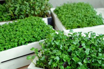 Microgreens in white wooden boxes. Concept of home gardening and growing greenery indoors