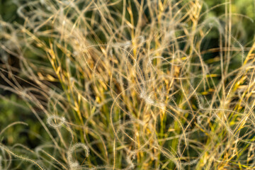 Spring landscape field of feather grass