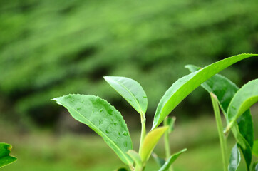 Close-up of tea leaves growing at Kerala in India