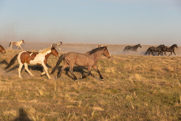 Herd of Wild Horses in the Utah Desert