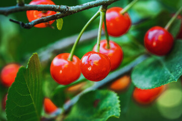 Beautiful fresh cherries on branch