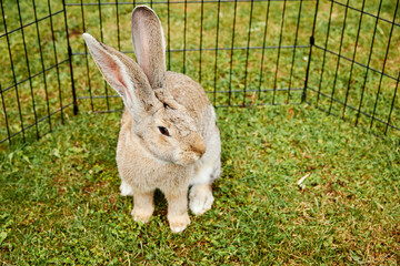 lapin de race géant des Flandres dans l'enclos d'un jardin particulier 