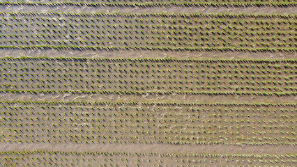 aerial view of newly planted rice seeds