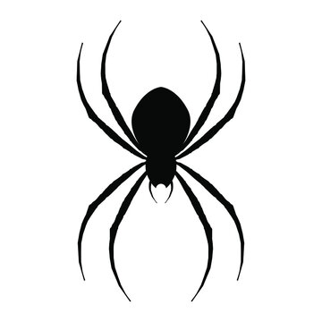 Black spider. Logo. Spider icon for web and app. Stock vector illustration on white isolated background. 