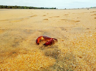 Fototapeta na wymiar crab on the beach in Sri Lanka