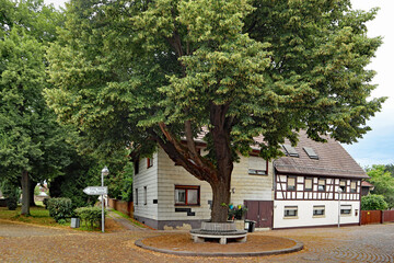 Linde in Wolfartsweier