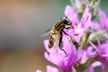 Hoverfly Helophilus pendulus European insect with outstretched wings, beautiful black and yellow colours,  searching for nectar on pink flowers