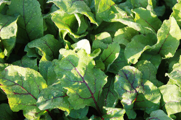 Beetroot leaves, plant growing in the garden.