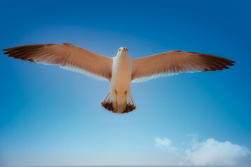 flying seagull in the blue sky