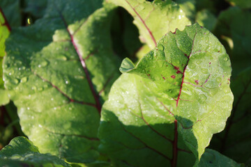 Beetroot leaves, plant growing in the garden.