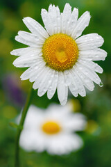 Fototapeta premium Blooming white daisy.