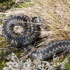 Viper
