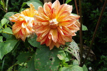 orange and yellow flower