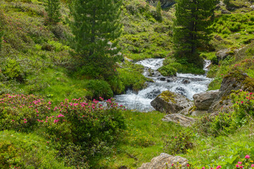 Fototapeta na wymiar Alpenrosen und Wasserlauf in einer Naturlandschaft in Tirol