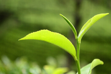 Close-up of tea leaves growing in tea garden at Kerala in India
