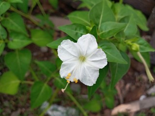white flower in the forest
