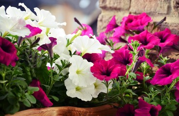 colorful petunia flowers in flower box
